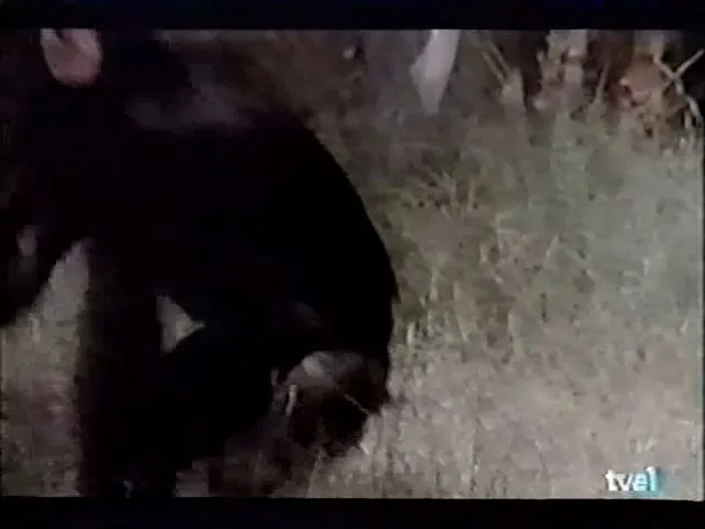 Las últimas de Filipinas (1986)