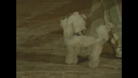 The Sinful Dwarf (1973) (FullHDRip)