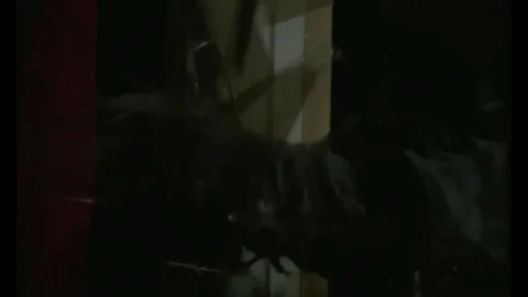 Le notti del terrore (1981)