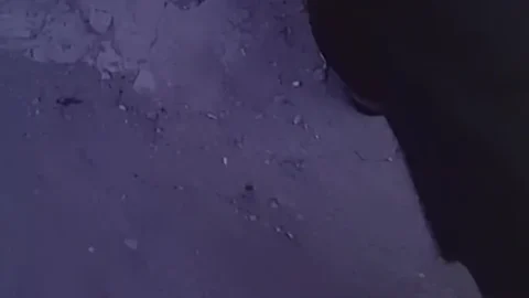 Sexo Sangriento (1981)