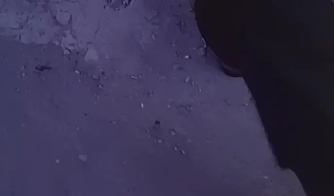 Sexo Sangriento (1981)