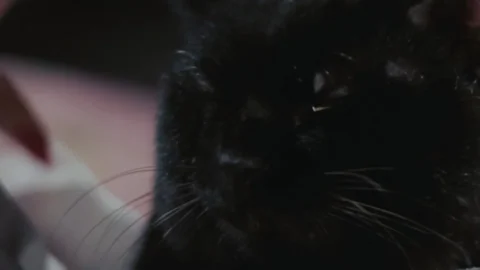 Bakeneko Toruko furo (1975)