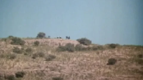 Las mujeres de Jeremias (1981)